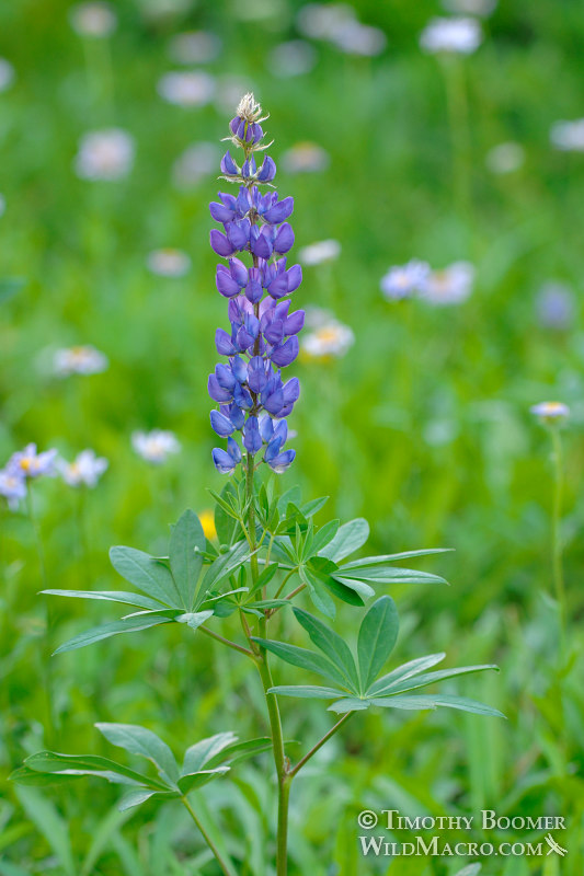 Meadow lupine (Lupinus polyphyllus var. burkei). Carson Pass, Eldorado National Forest, Sierra Nevada, Alpine County, California, USA. Stock Photo ID=PLA0165