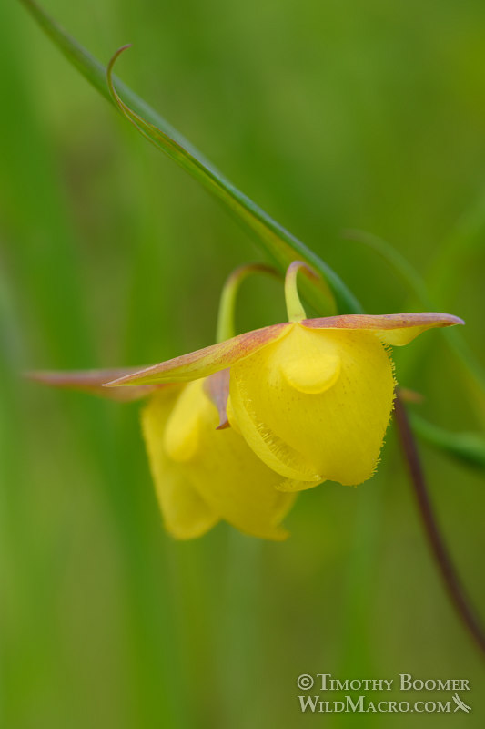Mount Diablo fairy lantern (Calochortus pulchellus). Mount Diablo State Park, Contra Costa County, California, USA. Stock Photo ID=PLA0493 Mount Diablo fairy lantern (Calochortus pulchellus). Mount Diablo State Park, Contra Costa County, California, USA. Stock Photo ID=PLA0493