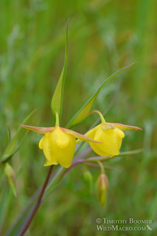 Mount Diablo fairy lantern (Calochortus pulchellus). Mount Diablo State Park, Contra Costa County, California, USA. Stock Photo ID=PLA0494 Mount Diablo fairy lantern (Calochortus pulchellus). Mount Diablo State Park, Contra Costa County, California, USA. Stock Photo ID=PLA0494