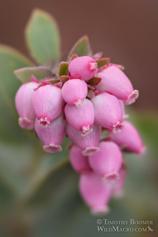 Mount Diablo manzanita (Arctostaphylos auriculata).  Black Diamond Mines Regional Preserve, Antioch, Contra Costa County, California, USA. Stock Photo ID=PLA0443