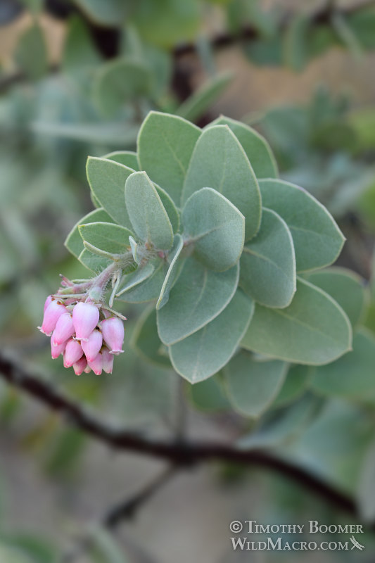 Mount Diablo manzanita (Arctostaphylos auriculata).  Black Diamond Mines Regional Preserve, Antioch, Contra Costa County, California, USA. Stock Photo ID=PLA0446