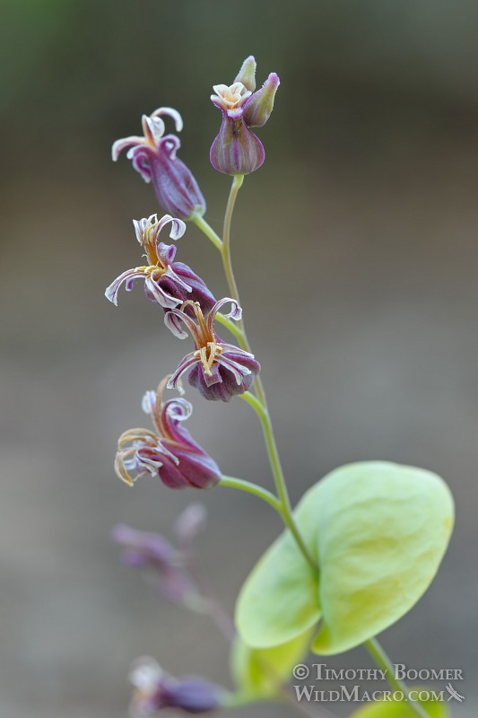 Mountain jewelflower (Streptanthus tortuosus var. orbiculatus). Osgood Swamp, Eldorado National Forest, El Dorado County, CA. Stock Photo ID=PLA0307 Mountain jewelflower (Streptanthus tortuosus var. orbiculatus). Osgood Swamp, Eldorado National Forest, El Dorado County, CA. Stock Photo ID=PLA0307