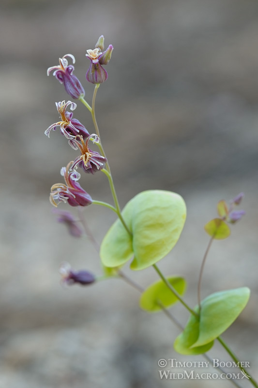 Mountain jewelflower (Streptanthus tortuosus var. orbiculatus). Osgood Swamp, Eldorado National Forest, El Dorado County, CA. Stock Photo ID=PLA0308 Mountain jewelflower (Streptanthus tortuosus var. orbiculatus). Osgood Swamp, Eldorado National Forest, El Dorado County, CA. Stock Photo ID=PLA0308