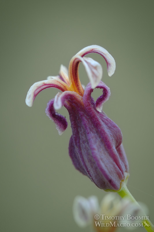 Mountain jewelflower (Streptanthus tortuosus var. orbiculatus). Osgood Swamp, Eldorado National Forest, El Dorado County, CA. Stock Photo ID=PLA0309 Mountain jewelflower (Streptanthus tortuosus var. orbiculatus). Osgood Swamp, Eldorado National Forest, El Dorado County, CA. Stock Photo ID=PLA0309