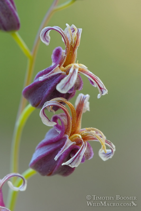 Mountain jewelflower (Streptanthus tortuosus var. orbiculatus). Osgood Swamp, Eldorado National Forest, El Dorado County, CA. Stock Photo ID=PLA0310 Mountain jewelflower (Streptanthus tortuosus var. orbiculatus). Osgood Swamp, Eldorado National Forest, El Dorado County, CA. Stock Photo ID=PLA0310