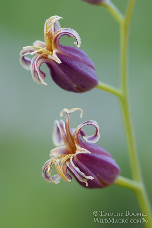 Mountain jewelflower (Streptanthus tortuosus). Carson Pass, Eldorado National Forest, Sierra Nevada, Alpine County, California, USA Mountain jewelflower (Streptanthus tortuosus). Carson Pass, Eldorado National Forest, Sierra Nevada, Alpine County, California, USA. Stock Photo ID=PLA0339