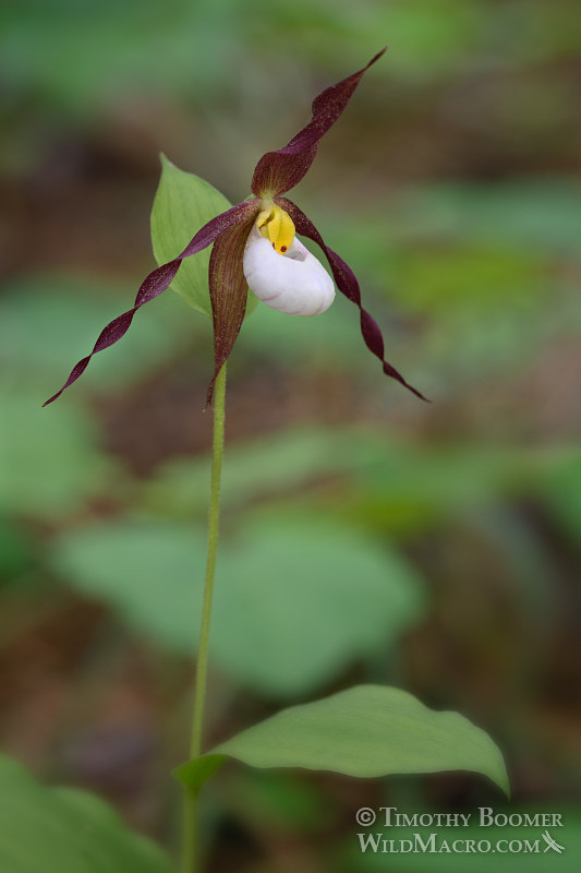 Mountain lady's slipper orchid (Cypripedium montanum). Plumas National Forest, Plumas County, CA. Stock Photo ID=PLA0362 Mountain lady's slipper orchid (Cypripedium montanum). Plumas National Forest, Plumas County, CA. Stock Photo ID=PLA0362