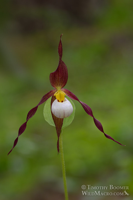 Mountain lady's slipper orchid (Cypripedium montanum). Plumas National Forest, Plumas County, CA. Stock Photo ID=PLA0363 Mountain lady's slipper orchid (Cypripedium montanum). Plumas National Forest, Plumas County, CA. Stock Photo ID=PLA0363