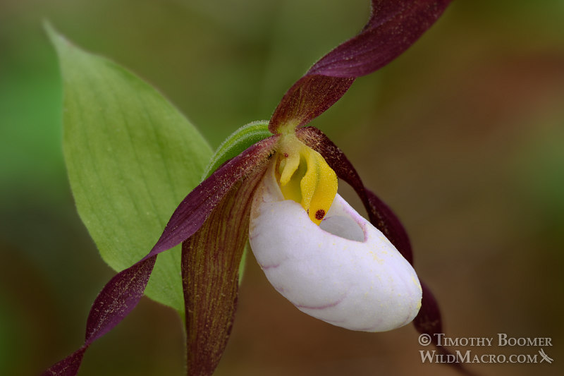 Mountain lady's slipper orchid (Cypripedium montanum). Plumas National Forest, Plumas County, CA. Stock Photo ID=PLA0364 Mountain lady's slipper orchid (Cypripedium montanum). Plumas National Forest, Plumas County, CA. Stock Photo ID=PLA0364