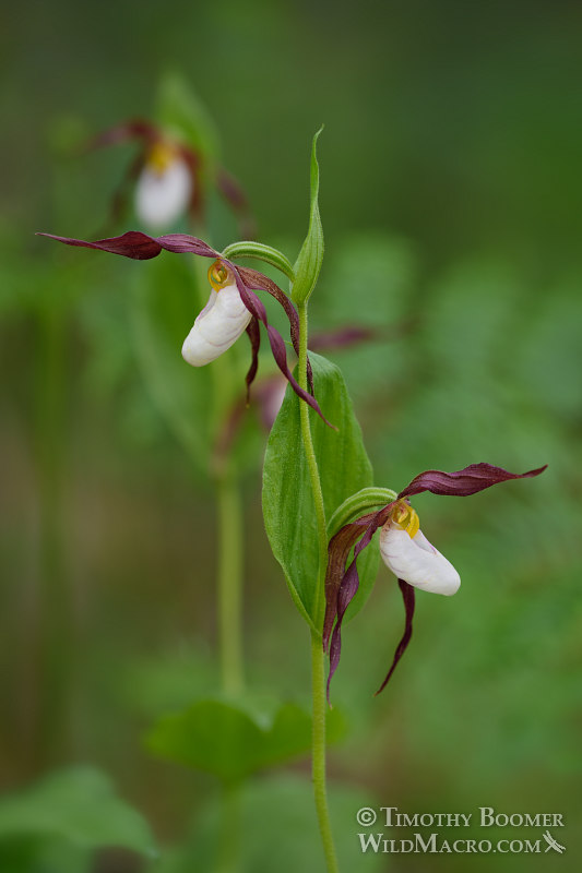 Mountain lady's slipper orchid (Cypripedium montanum). Plumas National Forest, Plumas County, CA. Stock Photo ID=PLA0365 Mountain lady's slipper orchid (Cypripedium montanum). Plumas National Forest, Plumas County, CA. Stock Photo ID=PLA0365