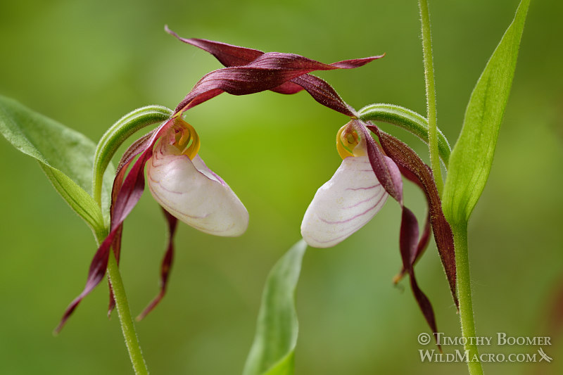 Mountain lady's slipper orchid (Cypripedium montanum). Plumas National Forest, Plumas County, CA. Stock Photo ID=PLA0366 Mountain lady's slipper orchid (Cypripedium montanum). Plumas National Forest, Plumas County, CA. Stock Photo ID=PLA0366