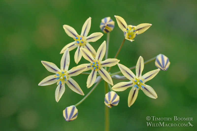 Mountain pretty face (Triteleia ixioides ssp. anilina). Carson Pass, Eldorado National Forest, Sierra Nevada, Alpine County, California. Stock Photo ID=PLA0246