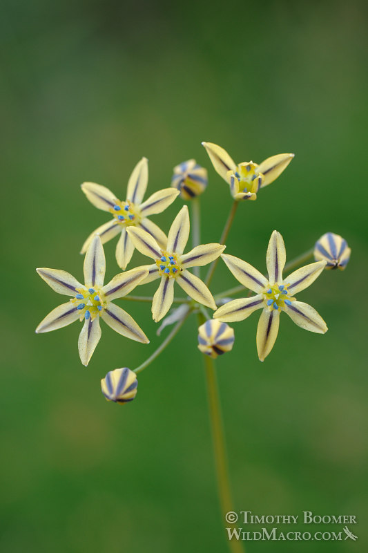 Mountain pretty face (Triteleia ixioides ssp. anilina). Carson Pass, Eldorado National Forest, Sierra Nevada, Alpine County, California. Stock Photo ID=PLA0247