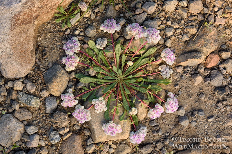 One-seeded pussypaws (Cistanthe monosperma, formerly Calyptridium monospermum). Carson Pass, Eldorado National Forest, Sierra Nevada, Alpine County, CA. Stock Photo ID=PLA0404 One-seeded pussypaws (Cistanthe monosperma, formerly Calyptridium monospermum). Carson Pass, Eldorado National Forest, Sierra Nevada, Alpine County, CA. Stock Photo ID=PLA0404
