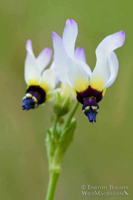 Padre's shooting star (Primula clevelandii var. patula).  Black Diamond Mines Regional Preserve, Antioch, Contra Costa County, California, USA.  Stock Photo ID=PLA0447