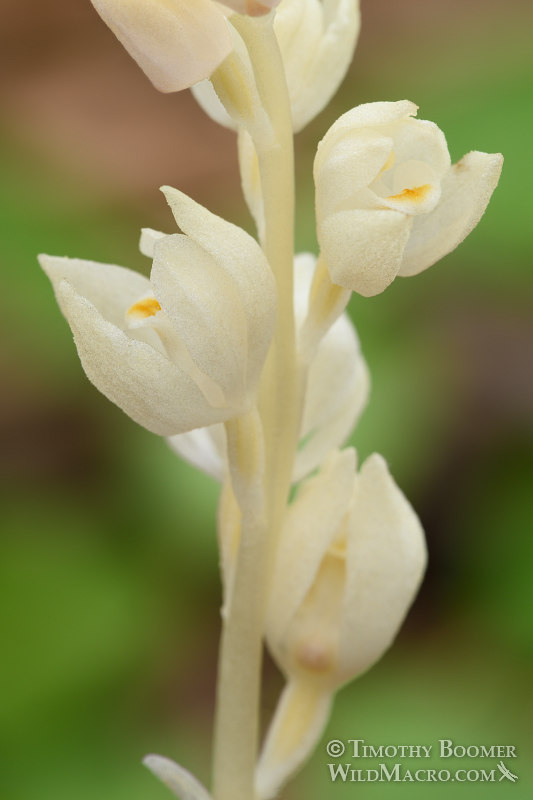 Phantom orchid (Cephalanthera austiniae). El Dorado County, CA. Stock Photo ID=PLA0392 Phantom orchid (Cephalanthera austiniae). El Dorado County, CA. Stock Photo ID=PLA0392
