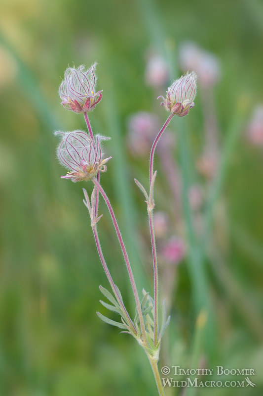 Prairie smoke (Geum triflorum var. ciliatum). Carson Pass, Eldorado National Forest, Sierra Nevada, Alpine County, California. Stock Photo ID=PLA0420 Prairie smoke (Geum triflorum var. ciliatum). Carson Pass, Eldorado National Forest, Sierra Nevada, Alpine County, California. Stock Photo ID=PLA0420