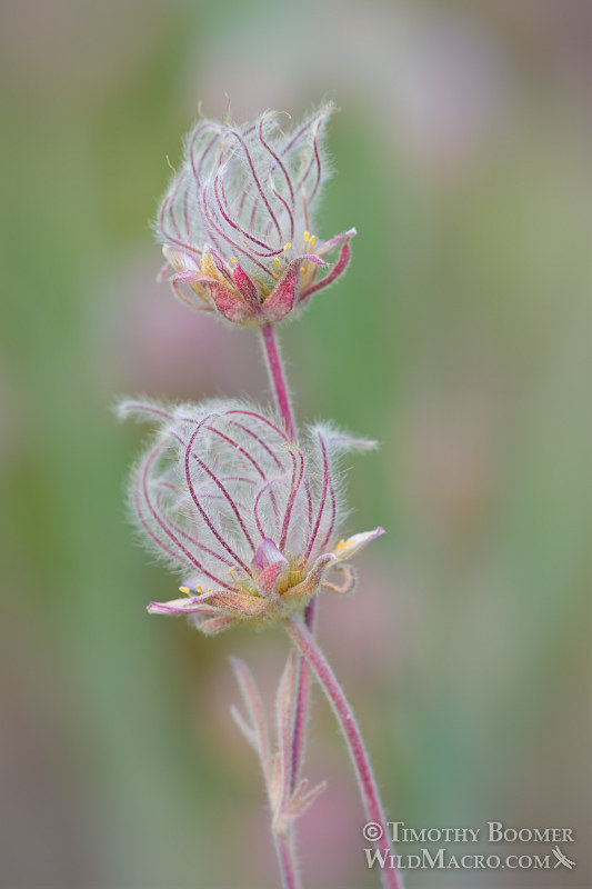Prairie smoke (Geum triflorum var. ciliatum). Carson Pass, Eldorado National Forest, Sierra Nevada, Alpine County, California. Stock Photo ID=PLA0421 Prairie smoke (Geum triflorum var. ciliatum). Carson Pass, Eldorado National Forest, Sierra Nevada, Alpine County, California. Stock Photo ID=PLA0421
