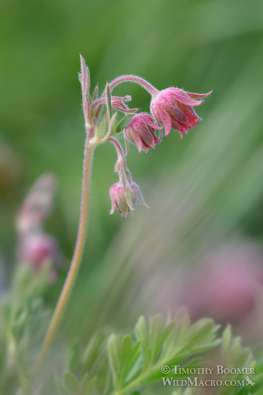 Prairie smoke (Geum triflorum var. ciliatum). Carson Pass, Eldorado National Forest, Sierra Nevada, Alpine County, California. Stock Photo ID=PLA0422 Prairie smoke (Geum triflorum var. ciliatum). Carson Pass, Eldorado National Forest, Sierra Nevada, Alpine County, California. Stock Photo ID=PLA0422
