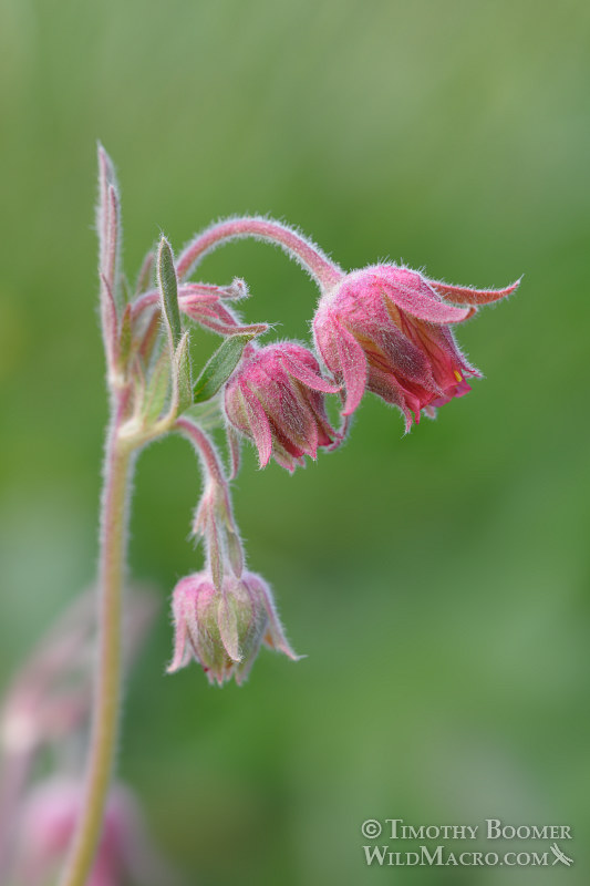 Prairie smoke (Geum triflorum var. ciliatum). Carson Pass, Eldorado National Forest, Sierra Nevada, Alpine County, California. Stock Photo ID=PLA0423 Prairie smoke (Geum triflorum var. ciliatum). Carson Pass, Eldorado National Forest, Sierra Nevada, Alpine County, California. Stock Photo ID=PLA0423
