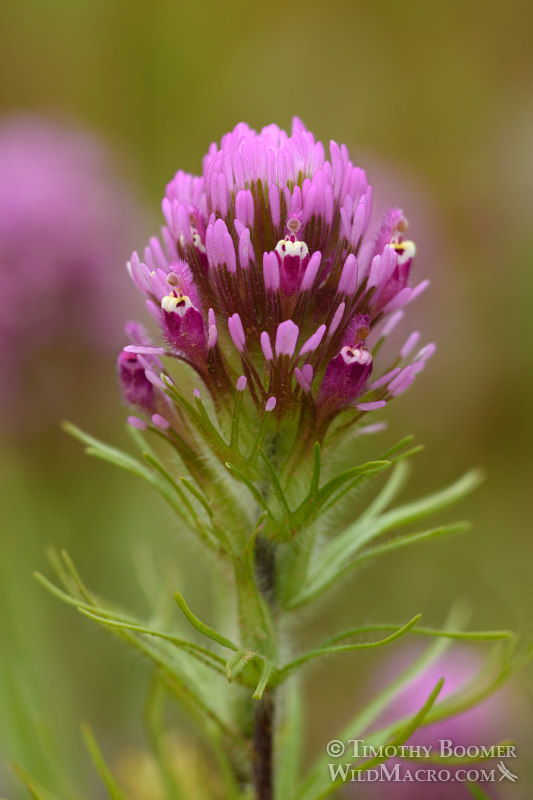 Purple owl's clover (Castilleja exserta ssp. exserta). Black Diamond Mines Regional Preserve, Contra Costa County, CA. Stock Photo ID=PLA0347