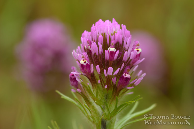 Purple owl's clover (Castilleja exserta ssp. exserta). Black Diamond Mines Regional Preserve, Contra Costa County, CA. Stock Photo ID=PLA0348