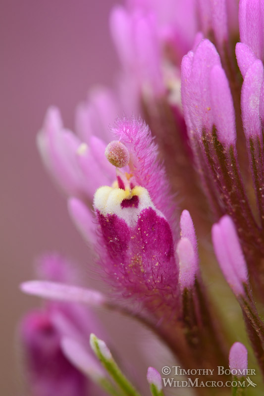 Purple owl's clover (Castilleja exserta ssp. exserta), extreme close up view of the reproductive structures. Black Diamond Mines Regional Preserve, Contra Costa County, CA. Stock Photo ID=PLA0349