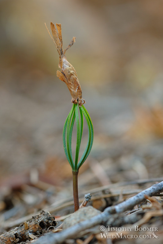 Red fir (Abies magnifica var. magnifica) seedling. Eldorado National Forest, Amador County, CA. Stock Photo ID=PLA0360 Red fir (Abies magnifica var. magnifica) seedling. Eldorado National Forest, Amador County, CA. Stock Photo ID=PLA0360