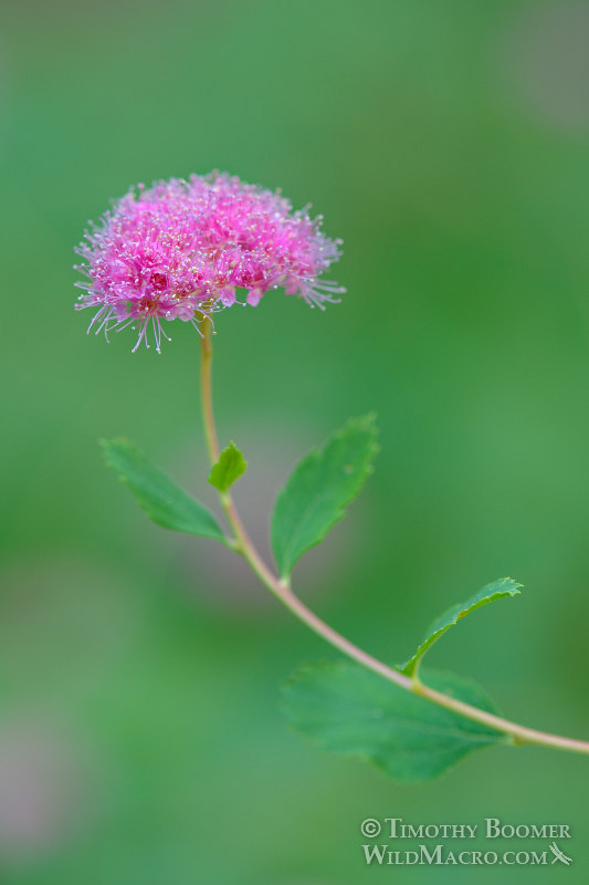 Rose meadowsweet (Spiraea splendens).  Osgood Swamp, Eldorado National Forest, Sierra Nevada, El Dorado County, California, USA. Stock Photo ID=PLA0276