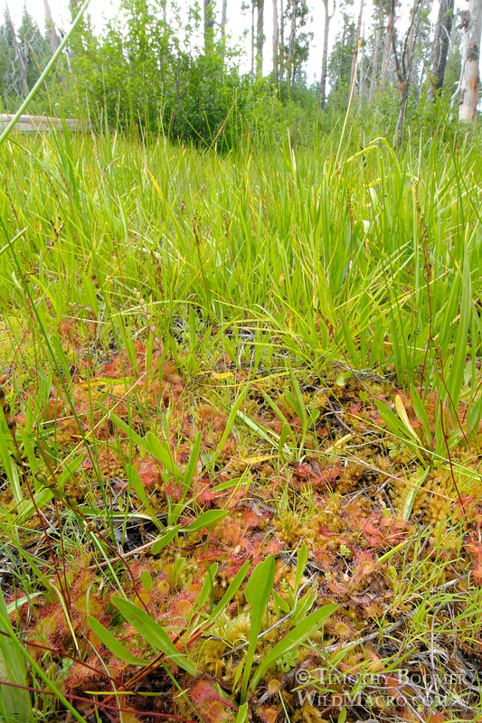 Round-leaved sundew (Drosera rotundifolia), a carnivorous plant. Eldorado National Forest, CA. Stock Photo ID=PLA0277 Round-leaved sundew (Drosera rotundifolia), a carnivorous plant. Eldorado National Forest, CA. Stock Photo ID=PLA0277