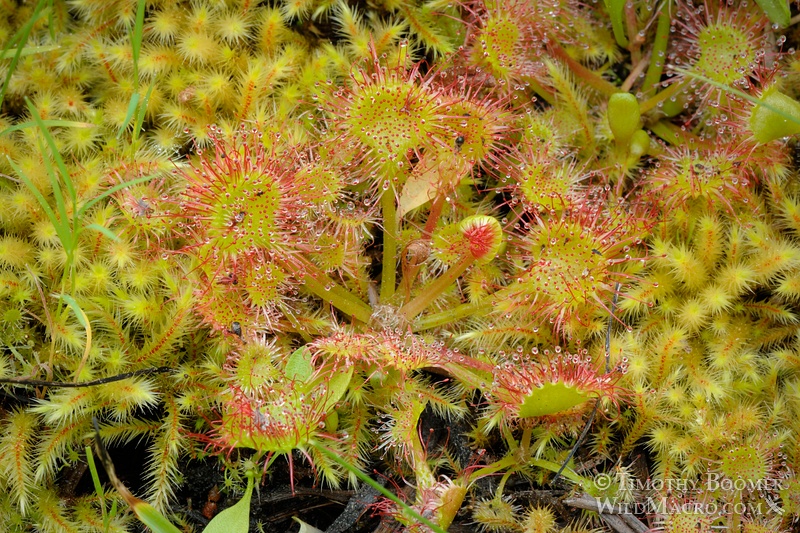 Round-leaved sundew (Drosera rotundifolia), a carnivorous plant. Eldorado National Forest, CA. Stock Photo ID=PLA0278 Round-leaved sundew (Drosera rotundifolia), a carnivorous plant. Eldorado National Forest, CA. Stock Photo ID=PLA0278