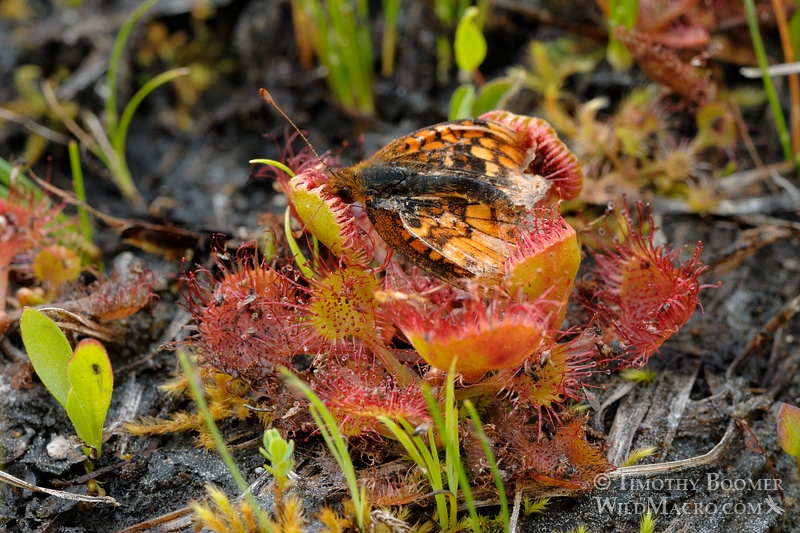 Round-leaved sundew (Drosera rotundifolia), a carnivorous plant. Eldorado National Forest, CA. Stock Photo ID=PLA0279 Round-leaved sundew (Drosera rotundifolia), a carnivorous plant. Eldorado National Forest, CA. Stock Photo ID=PLA0279