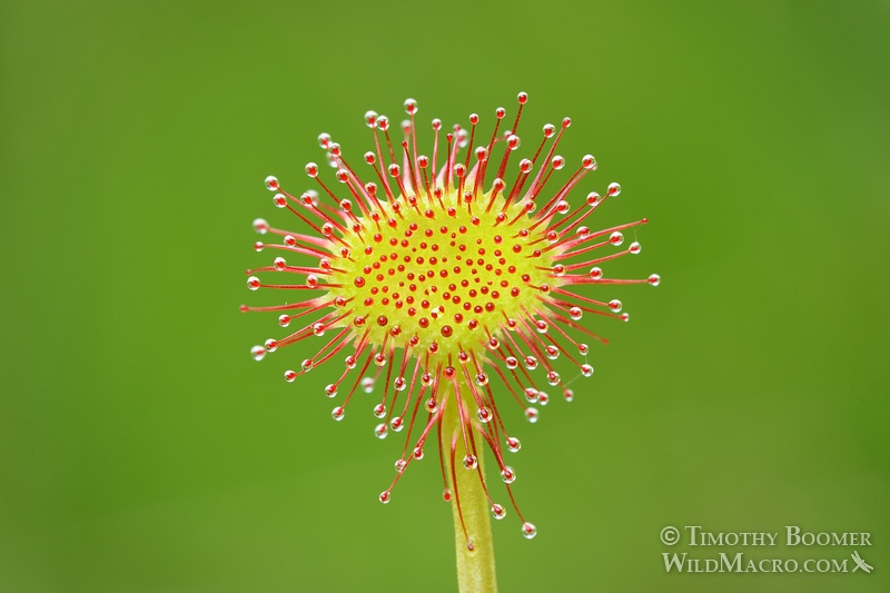 Round-leaved sundew (Drosera rotundifolia), a carnivorous plant. Eldorado National Forest, CA. Stock Photo ID=PLA0327 Round-leaved sundew (Drosera rotundifolia), a carnivorous plant. Eldorado National Forest, CA. Stock Photo ID=PLA0327