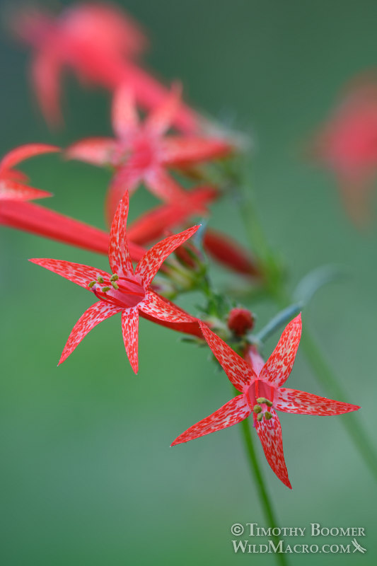 Scarlet gilia (Ipomopsis aggregata ssp. aggregata). Eldorado National Forest, Sierra Nevada, Amador County, California, USA. Stock Photo ID=PLA0514