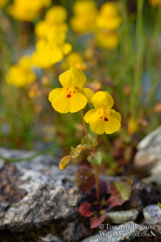 Seep monkeyflower (Erythranthe guttata, formerly Mimulus guttatus). Traverse Creek Botanical Special Interest Area, Eldorado National Forest, Sierra Nevada, El Dorado County, California, USA. Stock Photo ID=PLA0476