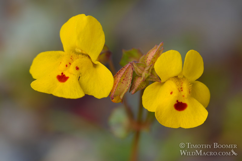 Seep monkeyflower (Erythranthe guttata, formerly Mimulus guttatus). Traverse Creek Botanical Special Interest Area, Eldorado National Forest, Sierra Nevada, El Dorado County, California, USA. Stock Photo ID=PLA0477