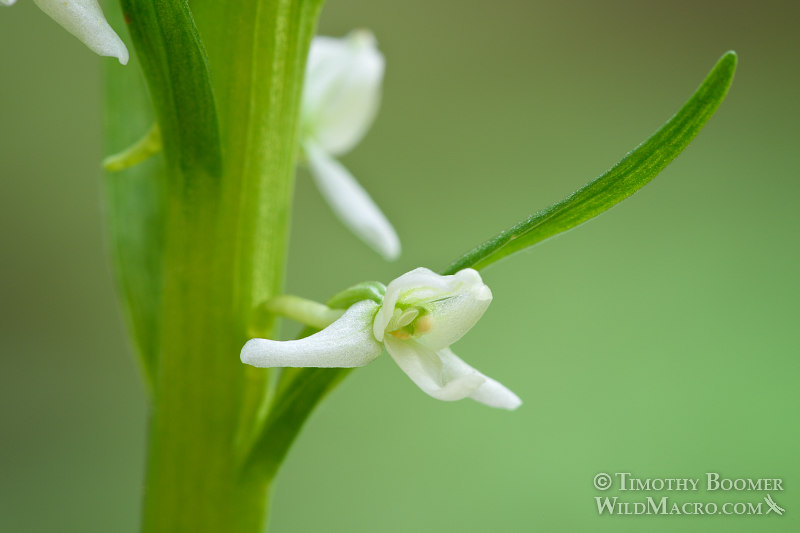 Sierra bog orchid (Platanthera dilatata var. leucostachys). Butterfly Valley Botanical Area, Plumas National Forest, Plumas County, CA. Stock Photo ID=PLA0387 Sierra bog orchid (Platanthera dilatata var. leucostachys). Butterfly Valley Botanical Area, Plumas National Forest, Plumas County, CA. Stock Photo ID=PLA0387