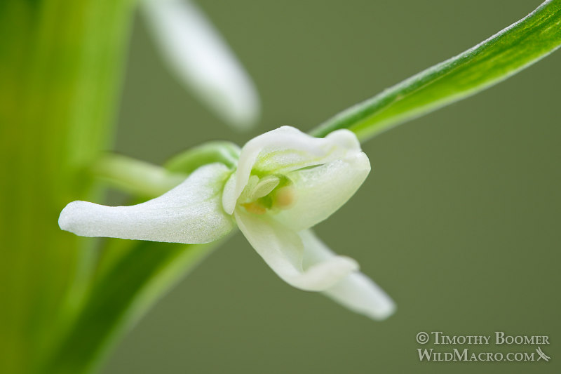Sierra bog orchid (Platanthera dilatata var. leucostachys). Butterfly Valley Botanical Area, Plumas National Forest, Plumas County, CA. Stock Photo ID=PLA0388 Sierra bog orchid (Platanthera dilatata var. leucostachys). Butterfly Valley Botanical Area, Plumas National Forest, Plumas County, CA. Stock Photo ID=PLA0388