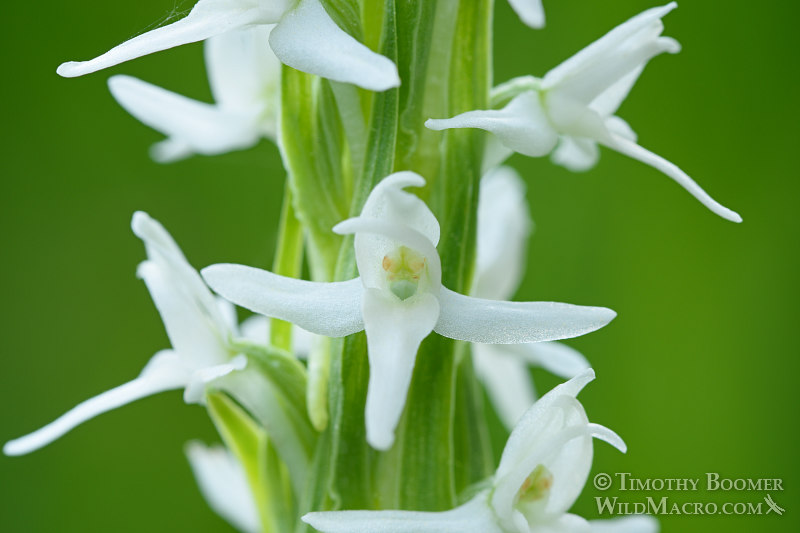 Sierra bog orchid (Platanthera dilatata var. leucostachys). Eldorado National Forest, Sierra Nevada, Amador County, California. Stock Photo ID=PLA0413 Sierra bog orchid (Platanthera dilatata var. leucostachys). Eldorado National Forest, Sierra Nevada, Amador County, California. Stock Photo ID=PLA0413