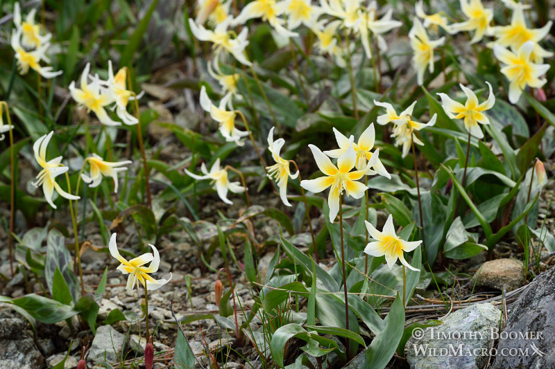 Sierra fawn lily (Erythronium multiscapideum). Lassen National Forest, Sierra Nevada, Butte County, California, USA. Stock Photo ID=PLA0463 Sierra fawn lily (Erythronium multiscapideum). Lassen National Forest, Sierra Nevada, Butte County, California, USA. Stock Photo ID=PLA0463
