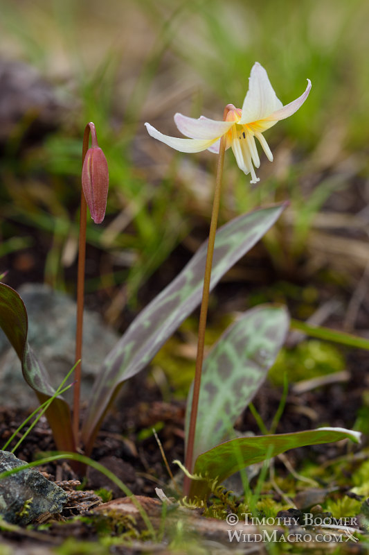 Sierra fawn lily (Erythronium multiscapideum). Lassen National Forest, Sierra Nevada, Butte County, California, USA. Stock Photo ID=PLA0465 Sierra fawn lily (Erythronium multiscapideum). Lassen National Forest, Sierra Nevada, Butte County, California, USA. Stock Photo ID=PLA0465