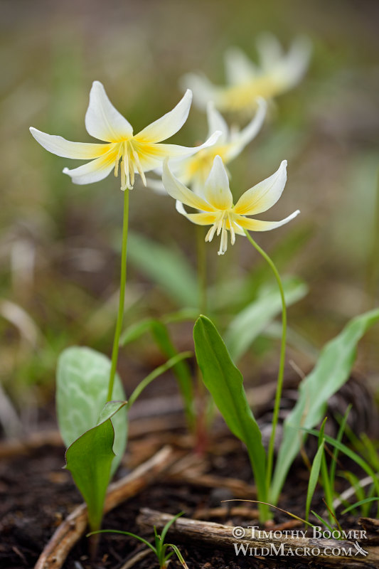 Sierra fawn lily (Erythronium multiscapideum). Lassen National Forest, Sierra Nevada, Butte County, California, USA. Stock Photo ID=PLA0466 Sierra fawn lily (Erythronium multiscapideum). Lassen National Forest, Sierra Nevada, Butte County, California, USA. Stock Photo ID=PLA0466