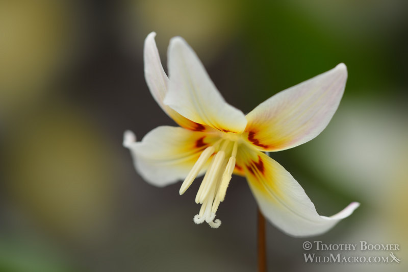 Sierra fawn lily (Erythronium multiscapideum). Lassen National Forest, Sierra Nevada, Butte County, California, USA. Stock Photo ID=PLA0468 Sierra fawn lily (Erythronium multiscapideum). Lassen National Forest, Sierra Nevada, Butte County, California, USA. Stock Photo ID=PLA0468