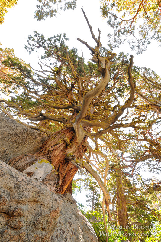 Sierra juniper (Juniperus grandis). Carson Pass, Eldorado National Forest, Alpine County, CA. Stock Photo ID=PLA0322 Sierra juniper (Juniperus grandis). Carson Pass, Eldorado National Forest, Alpine County, CA. Stock Photo ID=PLA0322