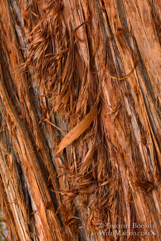 Sierra juniper (Juniperus grandis), detailed view of peeling reddish-brown bark - a key diagnostic feature. Carson Pass, Eldorado National Forest, Sierra Nevada, Alpine County, CA. Stock Photo ID=PLA0432 Sierra juniper (Juniperus grandis), detailed view of peeling reddish-brown bark - a key diagnostic feature. Carson Pass, Eldorado National Forest, Sierra Nevada, Alpine County, CA. Stock Photo ID=PLA0432