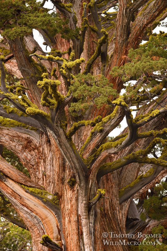 Sierra juniper (Juniperus grandis). Carson Pass, Eldorado National Forest, Sierra Nevada, Alpine County, California. Stock Photo ID=PLA0437 Sierra juniper (Juniperus grandis). Carson Pass, Eldorado National Forest, Sierra Nevada, Alpine County, California. Stock Photo ID=PLA0437
