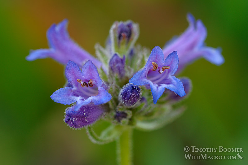 Sierra penstemon (Penstemon heterodoxus var. heterodoxus). Carson Pass, Eldorado National Forest, Sierra Nevada, Alpine County, California. Stock Photo ID=PLA0266 Sierra penstemon (Penstemon heterodoxus var. heterodoxus). Carson Pass, Eldorado National Forest, Sierra Nevada, Alpine County, California. Stock Photo ID=PLA0266