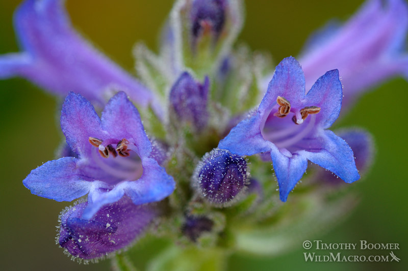 Sierra penstemon (Penstemon heterodoxus var. heterodoxus). Carson Pass, Eldorado National Forest, Sierra Nevada, Alpine County, California. Stock Photo ID=PLA0267 Sierra penstemon (Penstemon heterodoxus var. heterodoxus). Carson Pass, Eldorado National Forest, Sierra Nevada, Alpine County, California. Stock Photo ID=PLA0267