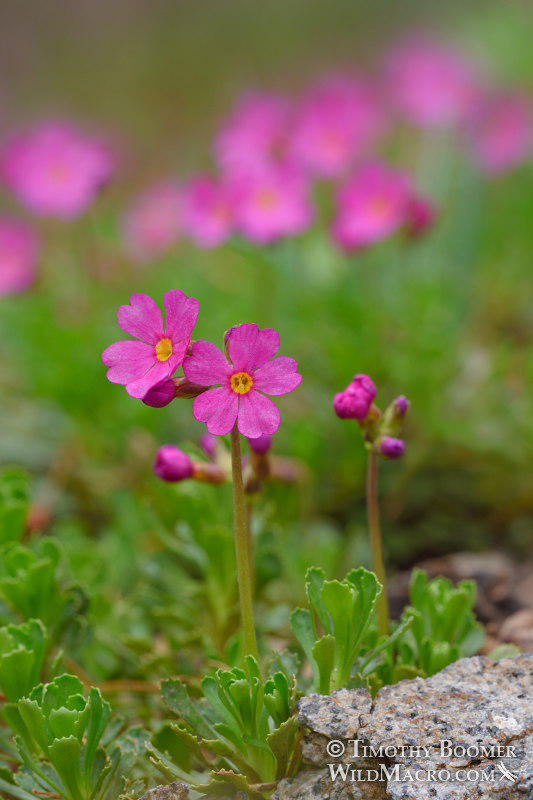 Sierra primrose (Primula suffrutescens).  Carson Pass, Eldorado National Forest, Mokelumne Wilderness, Sierra Nevada, Alpine County, California, USA.  Stock Photo ID=PLA0520