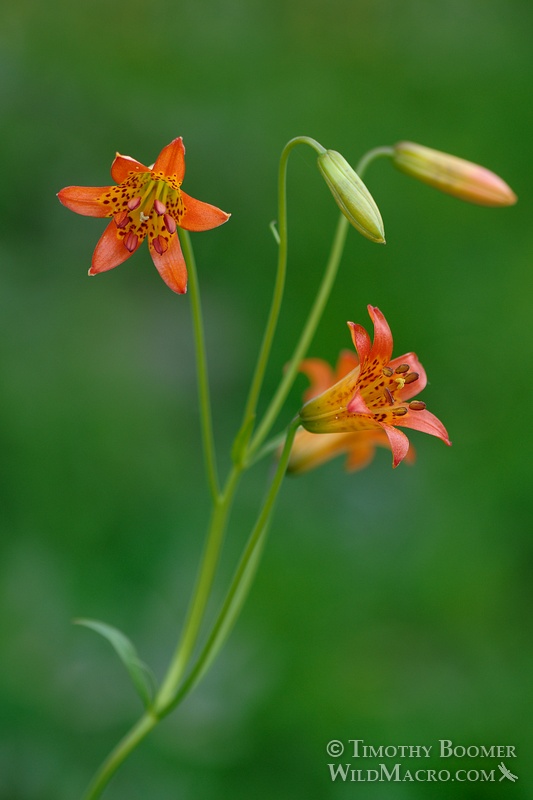 Sierra tiger lily or alpine lily (Lilium parvum), a California endemic wildflower. Eldorado National Forest, Alpine County, CA. Stock Photo ID=PLA0157 Sierra tiger lily or alpine lily (Lilium parvum), a California endemic wildflower. Eldorado National Forest, Alpine County, CA. Stock Photo ID=PLA0157